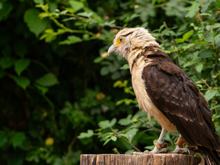 Striated Caracara, Yellow headed caracara sitti