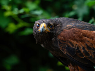Close up of a Parabuteo unicinctus Harris's Hawk. Golden Eagle - Aquila chrysaetos, flying over grassy area