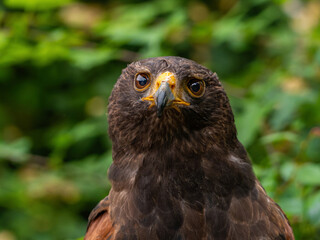 Close up of a Parabuteo unicinctus Harris's Hawk. Golden Eagle - Aquila chrysaetos, flying over grassy area