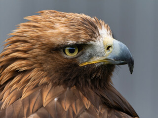 Portrait of a majestic Golden Eagle Aquila chrysalis. Majestic hawk icon, with its sharp profile and intense gaze, symbolizing vision, focus, and determination.
