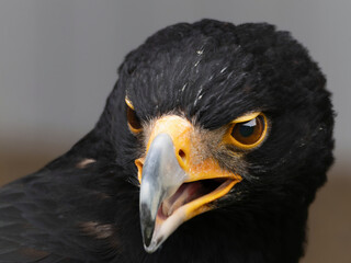Closeup of a Verreaux's Eagle - Aquila verreauxii.