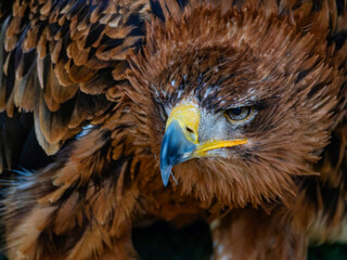 Portrait of a majestic Golden Eagle Aquila chrysalis. Majestic hawk icon, with its sharp profile and intense gaze, symbolizing vision, focus, and determination.