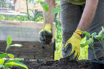 A man planting eggplant. A man works  with vegetables  gardening and farming