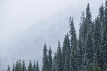 A natural background from a beautiful mountain spruce forest during a snowfall, when some of the trees are clear and some are only silhouettes in the snowy haze.