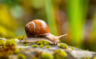 Roman or Burgundy snail or escargot (Helix pomatia), a large, air-breathing land snail with creamy brownish shell. Macro of sliding animal on wet mossy rock in a german garden. Blurred background