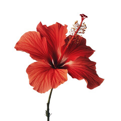 Fototapeta premium Vibrant red hibiscus blossom, isolated on white, showcasing intricate details and tropical beauty.