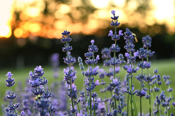 Stems of purple lavender in a field with golden sunset in the background