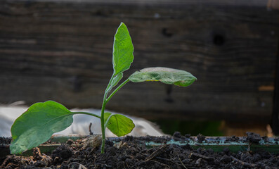 The spring planting. Early seedlings of eggplants grown from seeds in boxes at home on the windowsill.