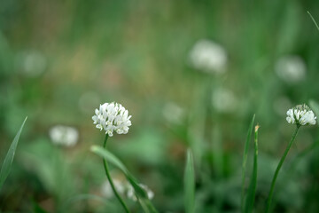 A flowering white clover plant (Trifolium) on a lawn among the grass