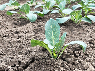 cabbage growing on a bed in a vegetable garden