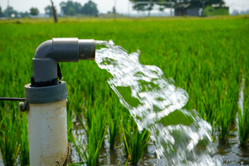 Irrigation of rice fields using pump wells with the technique of pumping water from the ground to...