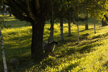 Sheep are walking in the pasture. Sheep between the trees.
