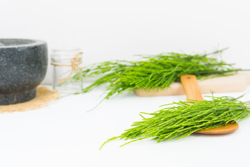 Field horsetail or common horsetail, equisetum arvense