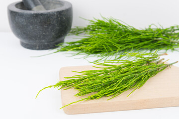 Field horsetail or common horsetail, equisetum arvense