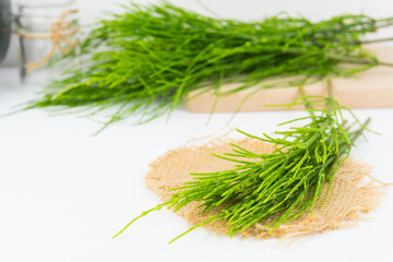 Field horsetail or common horsetail, equisetum arvense