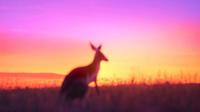 A kangaroo stands in a field as the sun sets, creating a silhouette against the colorful sky, A solitary kangaroo silhouetted against a colorful sunset
