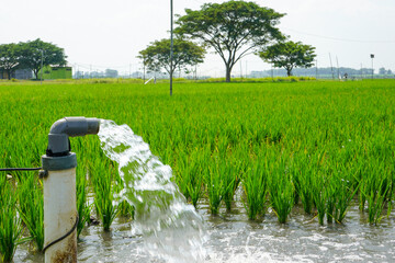Irrigation of rice fields using pump wells with the technique of pumping water from the ground to...