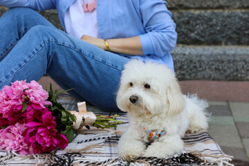 A white fluffy dog ​​lies on the sidewalk, next to her is a bouquet of flowers and a woman in jeans