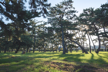 浜寺公園の風景