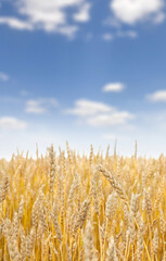 Field wheat in period harvest on background cloudy sky