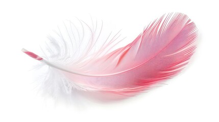 Beautiful pink feather on a white background ,Feather elegant puff isolated on the white background,2023 Trend Alert: Vibrant Red Pink Fluffy Feather Takes Flight in Viva Magenta â€“ A Stunning 
