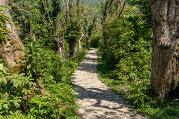 Hiking mountain forest walking trail no people nice weather