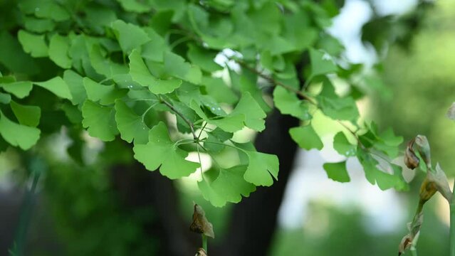 Ginko tree leafs. Fresh bright green leaves of ginkgo biloba. Natural leaf texture background