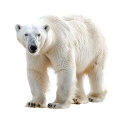 Polar Bear Arctic Predator White Fur Isolated Stance Powerful Majestic Endangered Species