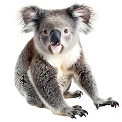 koala bear isolated on transparent background