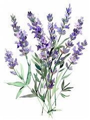 bunch of lavender