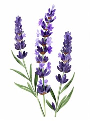 Naklejka premium flowers isolated on white