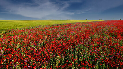 Red poppies in a field with a cloudy sky