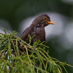 Eurasian blackbird aka The common blackbird or Turdus merula close-up portrait. Male bird on the top of the tree.