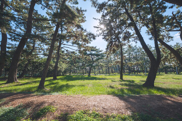 浜寺公園の風景