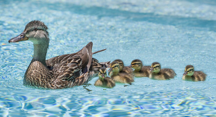 Female Mallard duck (Anas platyrhynchos) and her newborn ducklings swimming in a swimming pool in springtime
