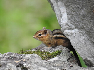 Eastern chipmunk hanging out on the rocks within the woodland forest of Northampton County, Pennsylvania.