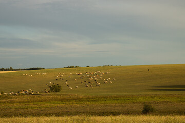 Obraz premium A shepherd is tending a herd of cows. A herd of cows grazing in a field. An endless field with cows.