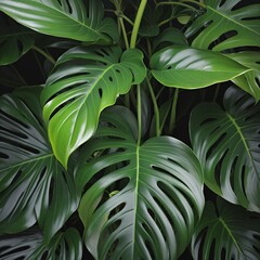 monsteria Delicosa Plant leaves, close up