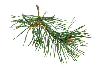 spring pine on a white isolated background