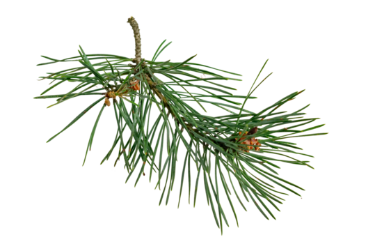 spring pine on a white isolated background