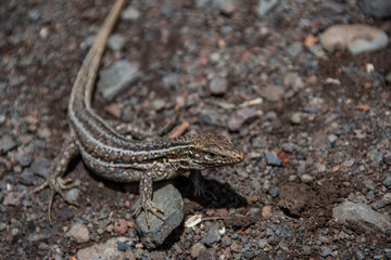 A close-up view of a Canary Islands lizard