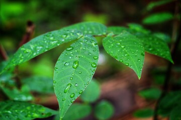 beautiful green leaf with water droplets during rainy season nature wallpaper HD