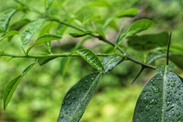 beautiful lemon tree green leaf with water droplets
