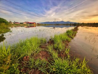 sunrise over the paddy field