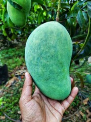 green mango in tree ready for harvesting HD