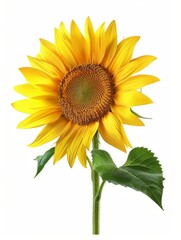 Obraz premium Sunflower, isolated, white background hyper realistic 
