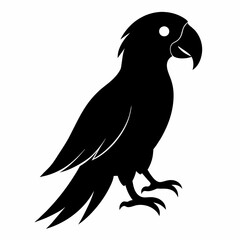 black and white parrot