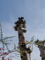 Glasgow, Scotland, UK