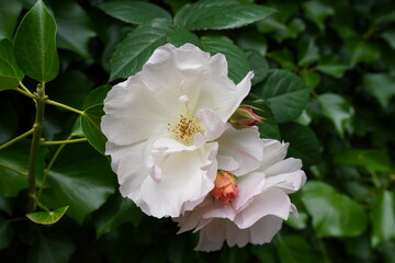 wild roses with white petals. summer bloom of flowers 