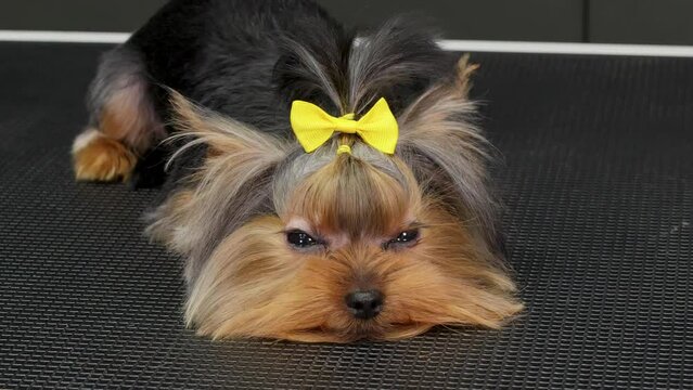 Closeup of Terrier puppy with cute yellow ribbon. Animal shivering on floor. Fluffy brown pet. 